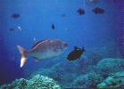 Snorkelling with Dolphin Discoveries - Parrot fish.